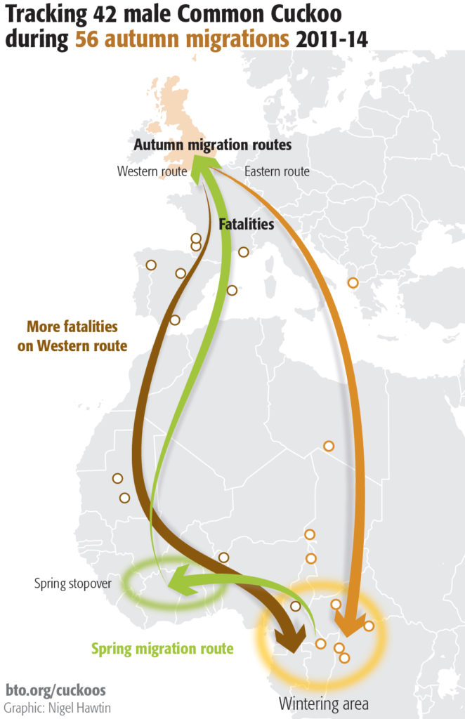 Cuckoo migration graphic