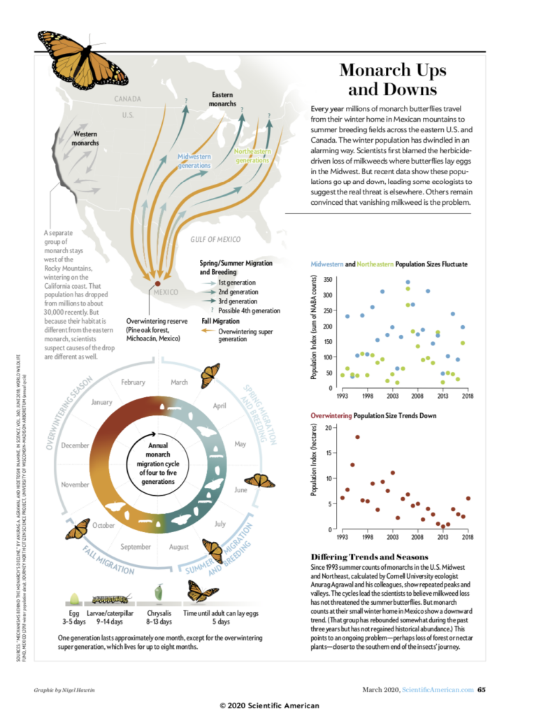 Scientific infographic – Monarch Butterflies | Nigel Hawtin Information ...
