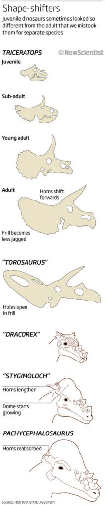 graphic showing head development of dinosaurs