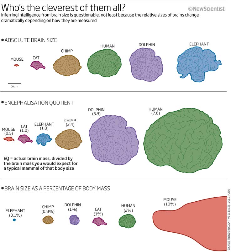 brain sizes of various animals