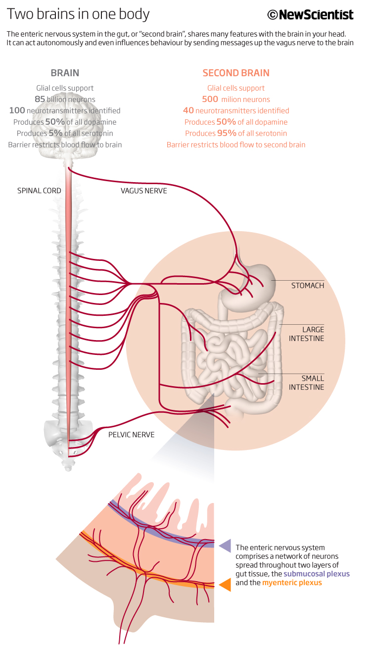 Graphic showing how the vegus nerve reacts in the same way as our brain